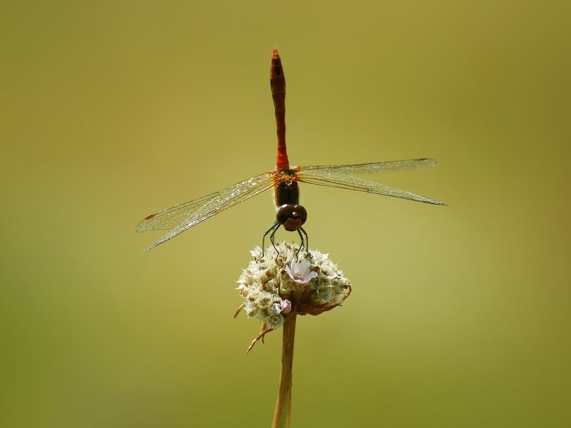 dragonfly