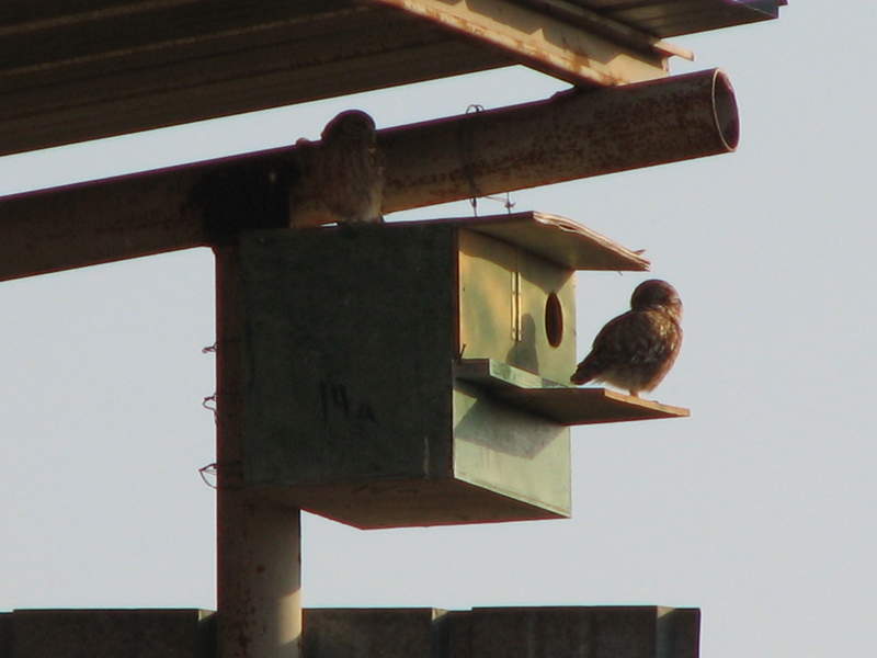 nest box2 []