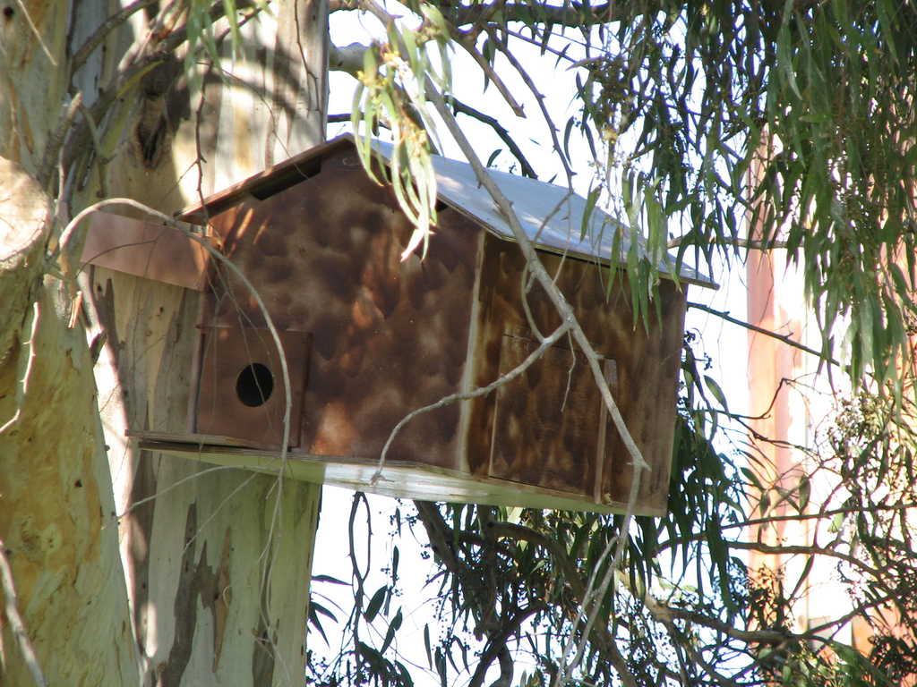 nest box []