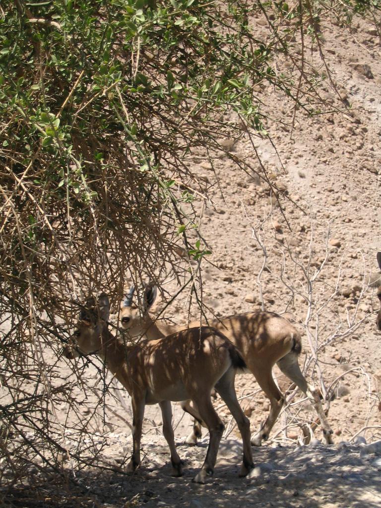 Capra ibex nubiana []