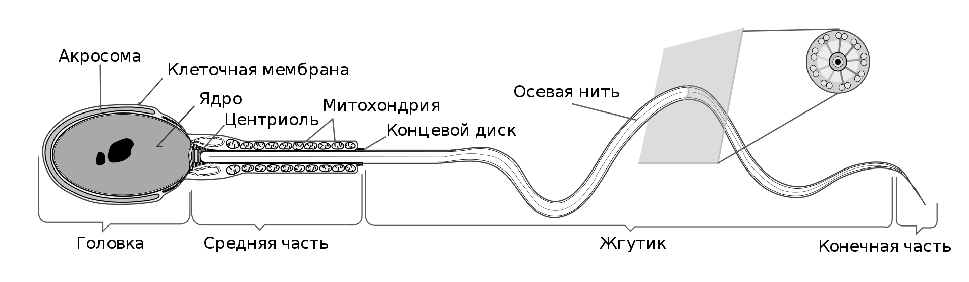 0x08 graphic